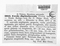 Uredo digitariaecola image